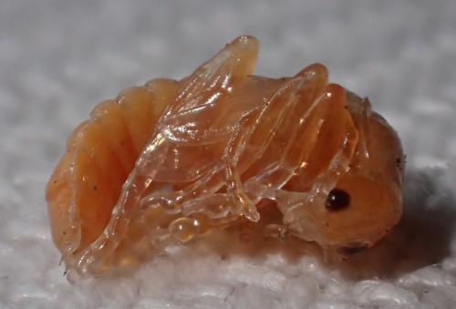 Réf. 229 941 : Cantharis pellucida